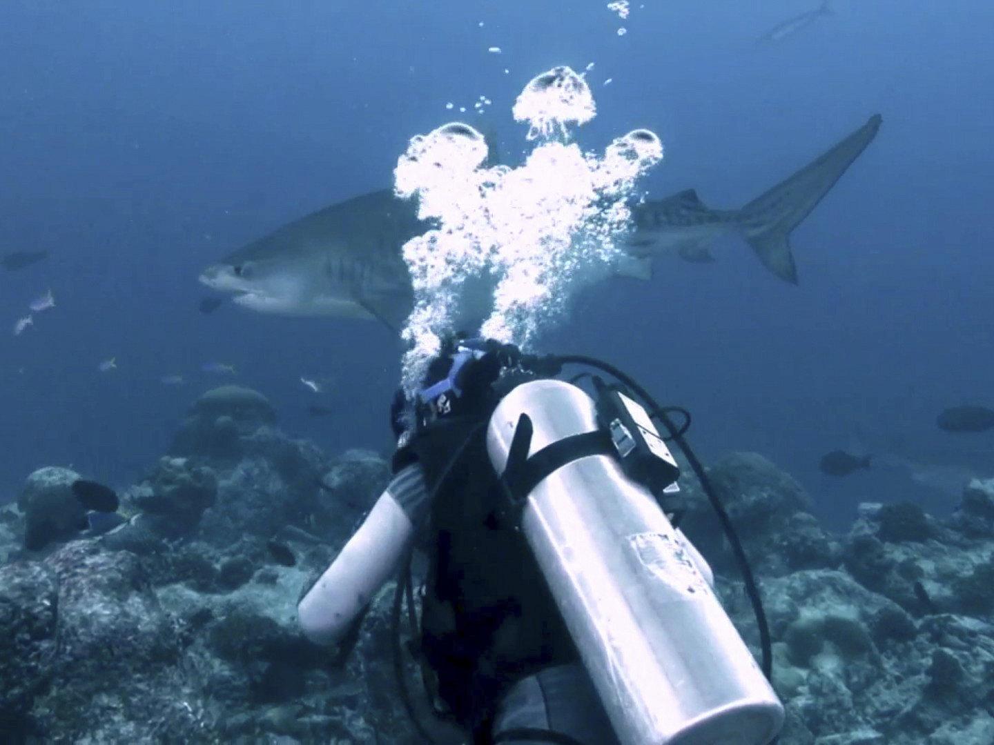 Prime Video Extinct or Alive Season 2