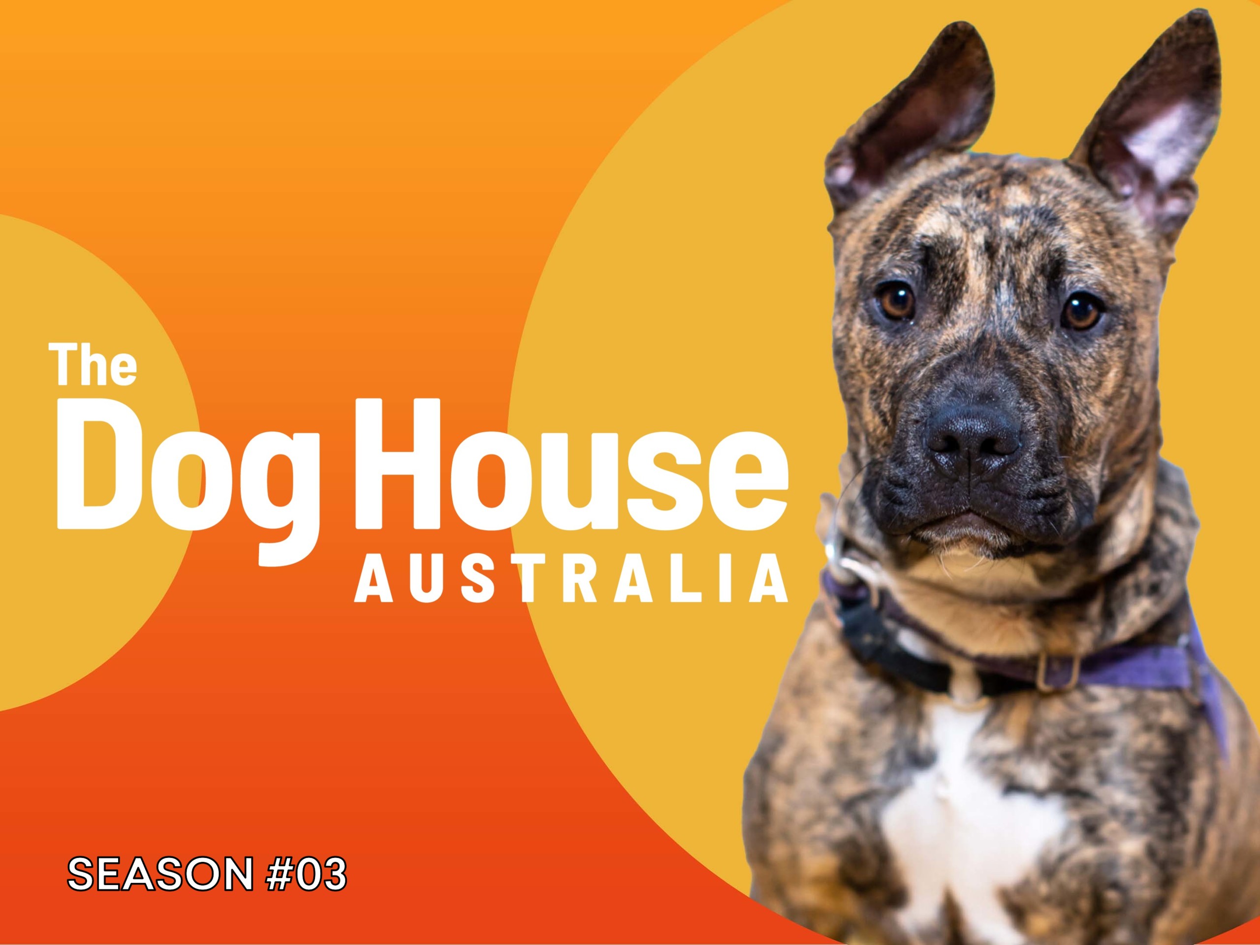 Can 3 Year Old Dogs Be Trained