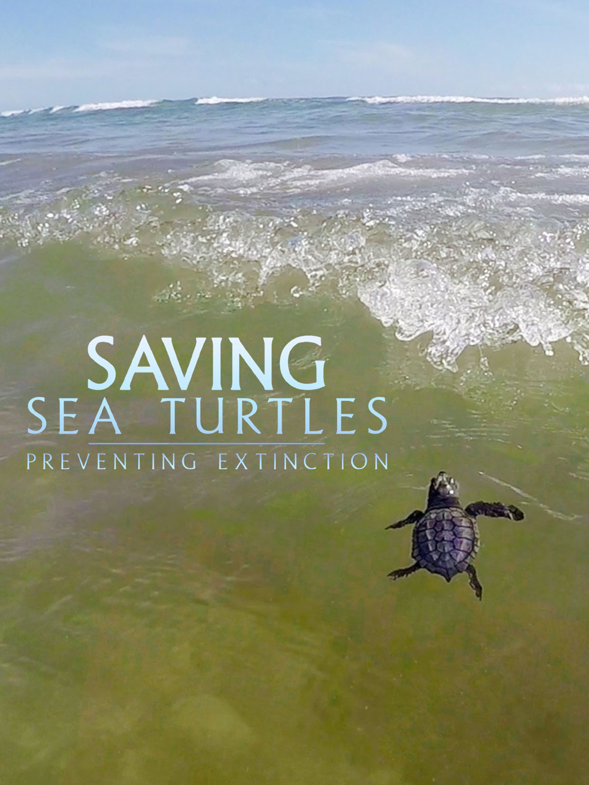 Prime Video Saving Sea Turtles Preventing Extinction