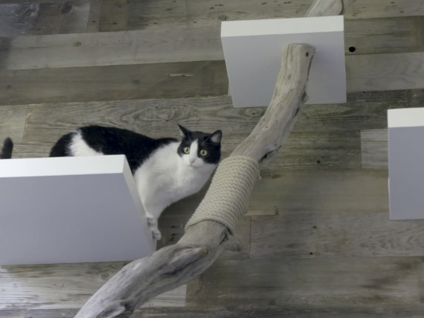 Prime Video Animal Cribs Season 1