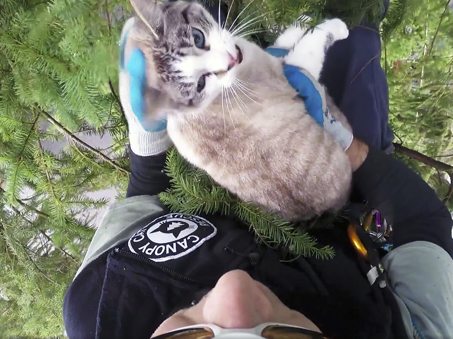Prime Video Treetop Cat Rescue Season 1