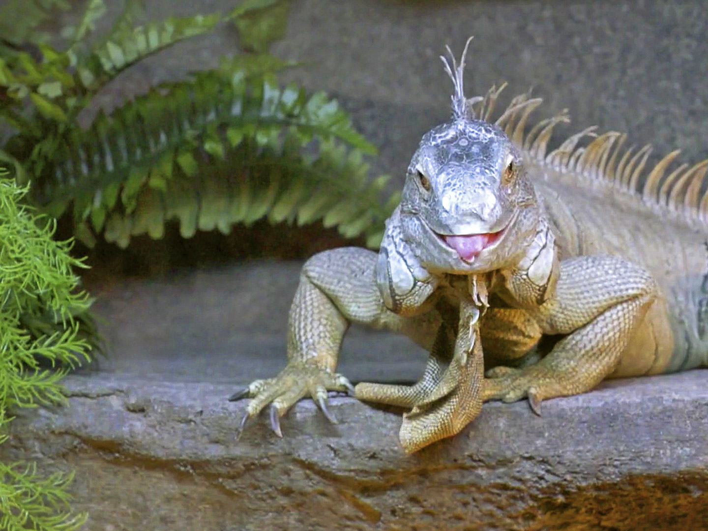 Prime Video Animal Cribs Season 1