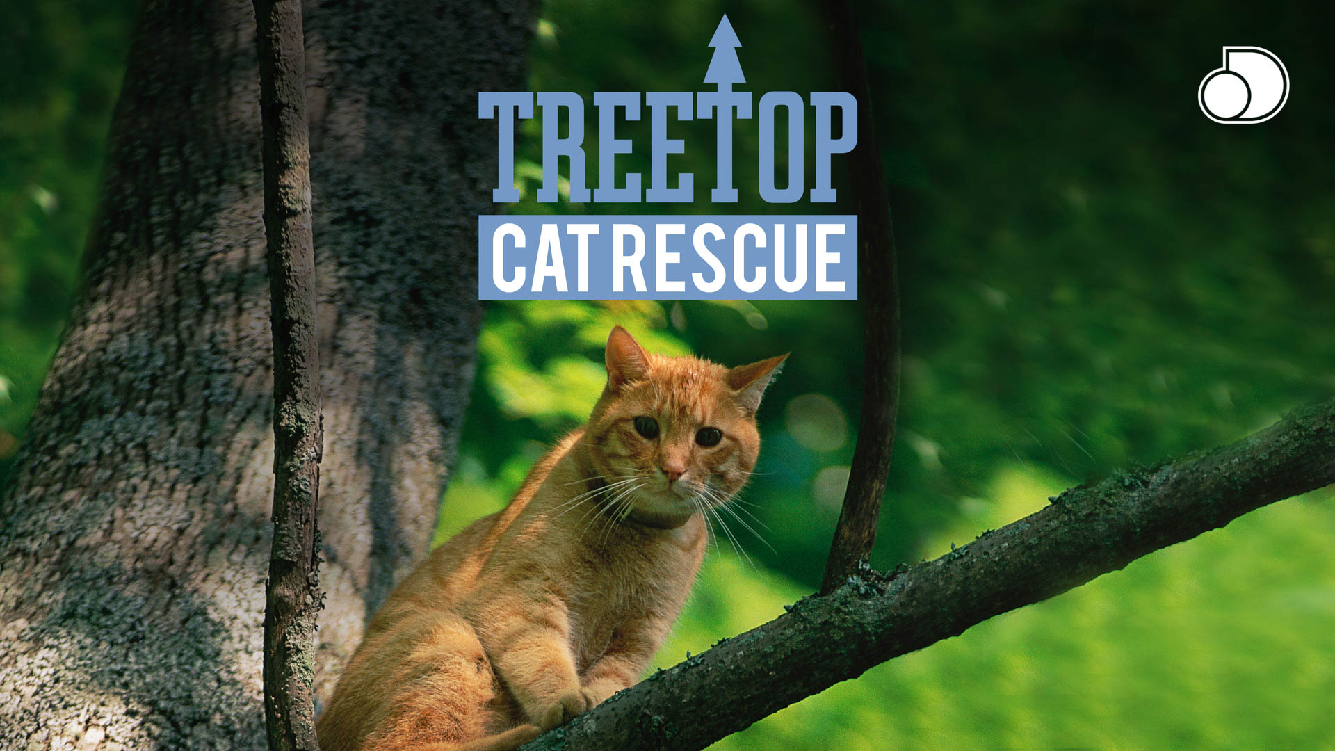 Prime Video Treetop Cat Rescue Season 1