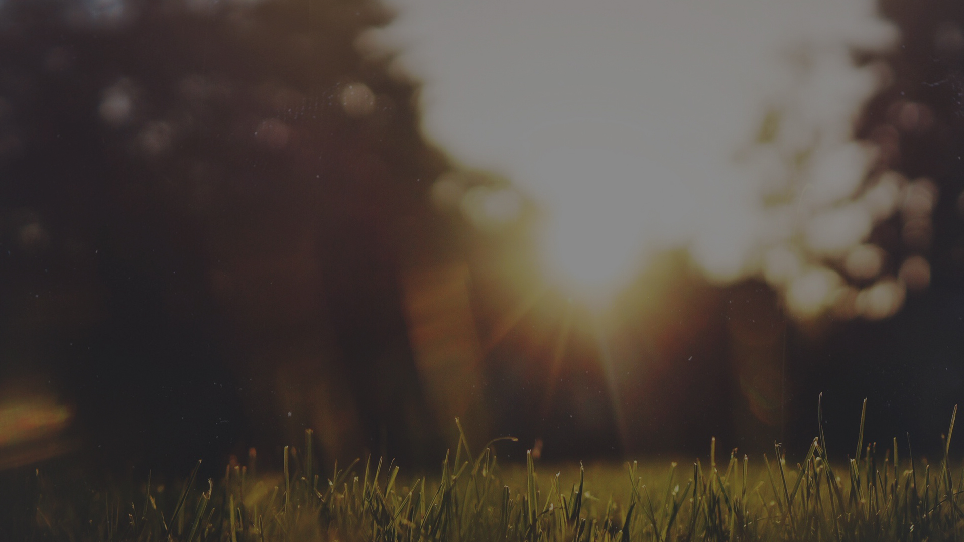 Prime Video Queen Bee