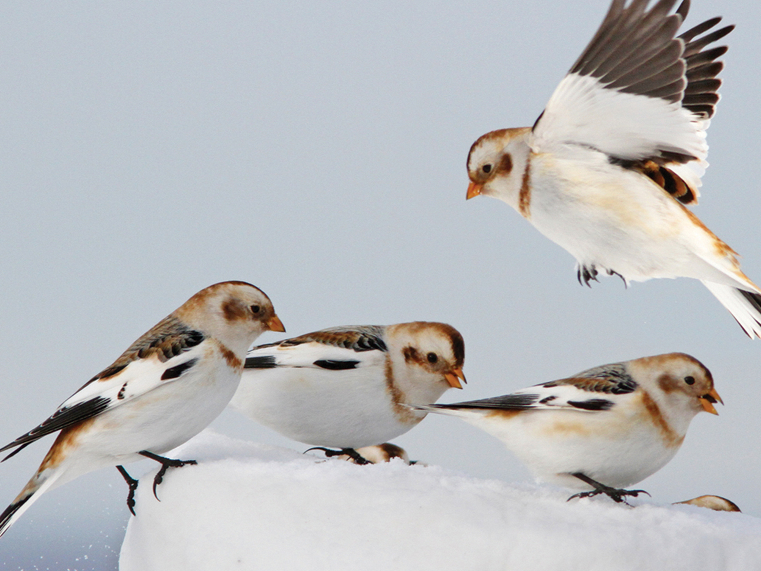 Prime Video: The National Geographic Guide to Birding in North America
