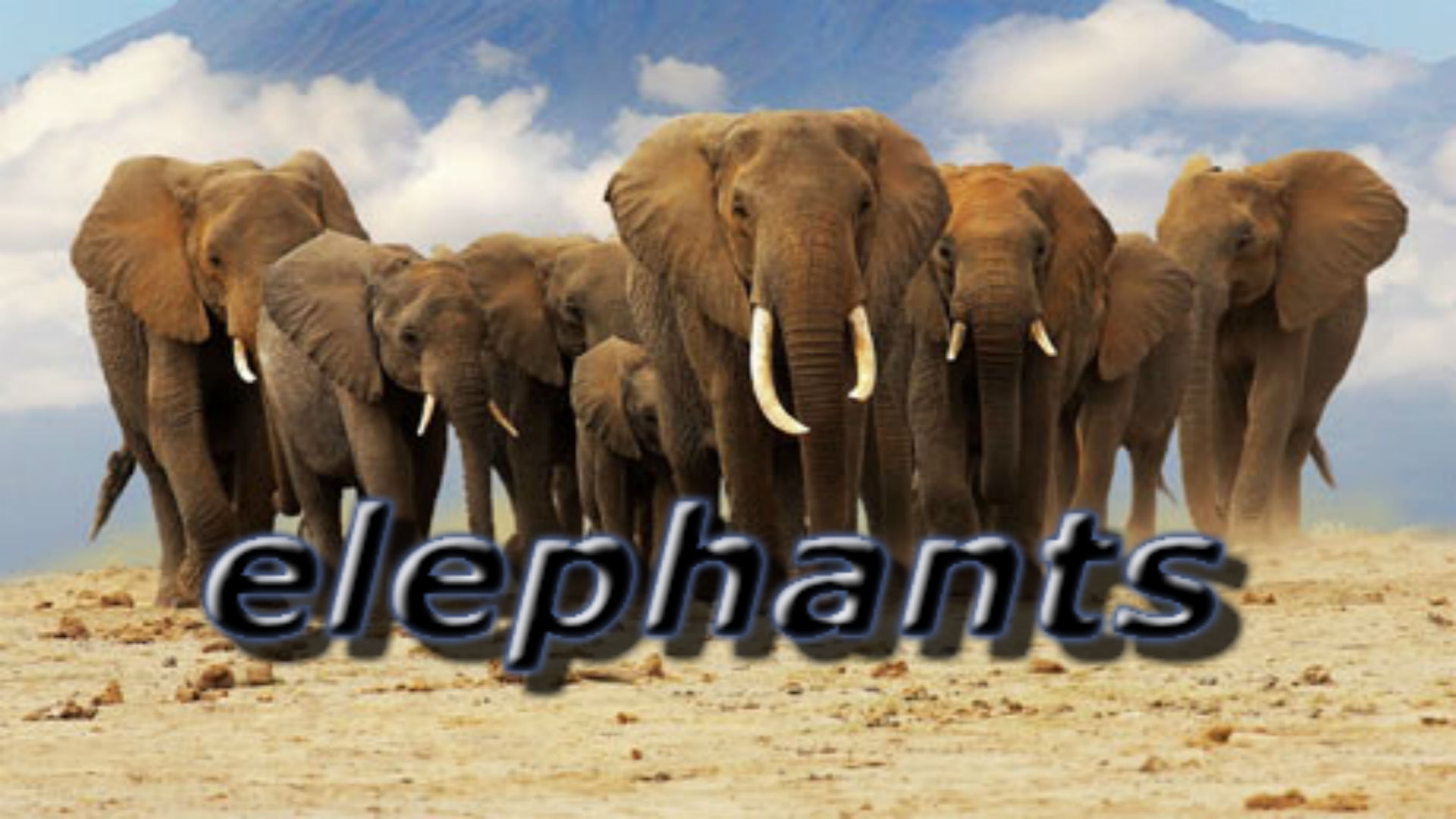 Amazon.co.jp Elephantsを観る Prime Video