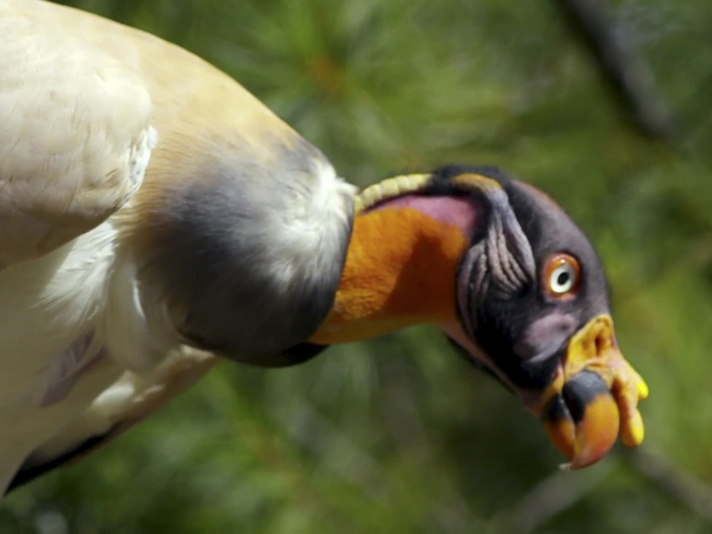 Prime Video The Zoo Season 3