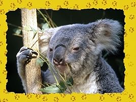 Prime Video Les Petits Animaux Sauvages Prime Video Les Petits Animaux Sauvages