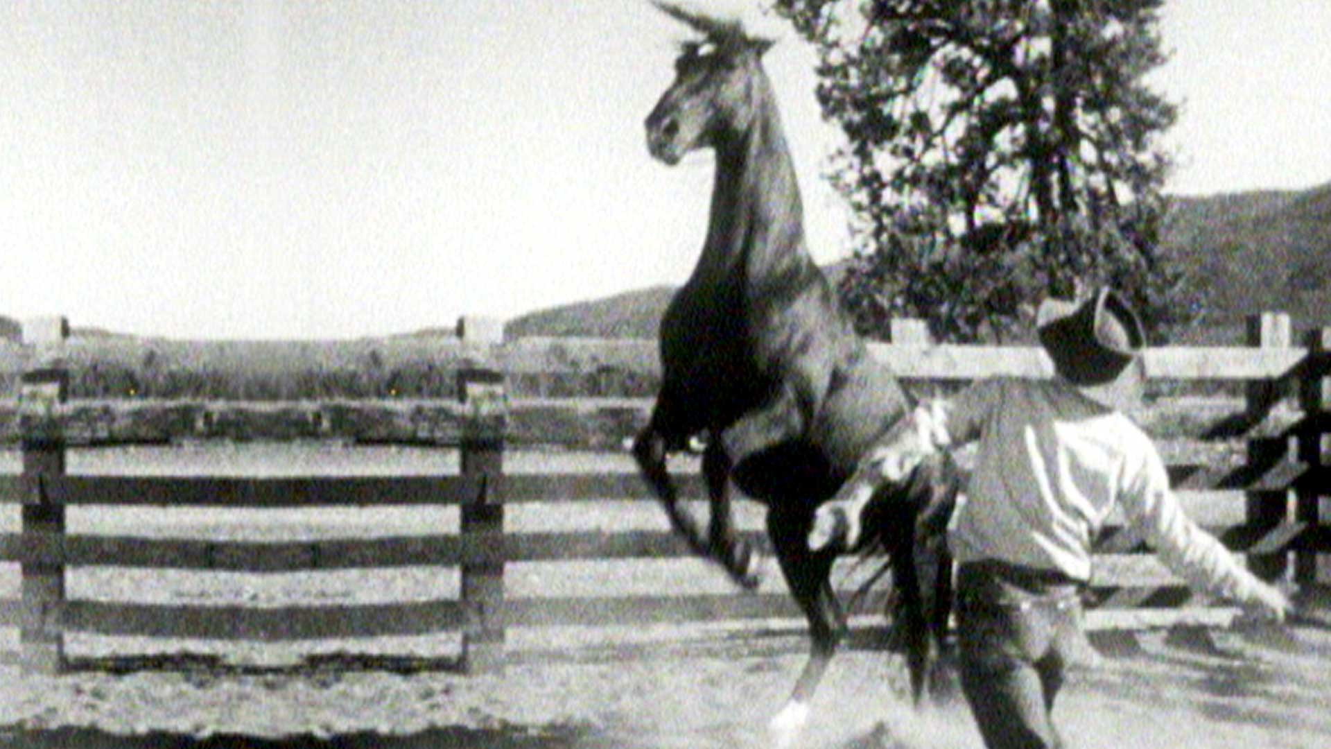 Amazon.de Fury Die Abenteuer eines Pferdes ansehen Prime Video