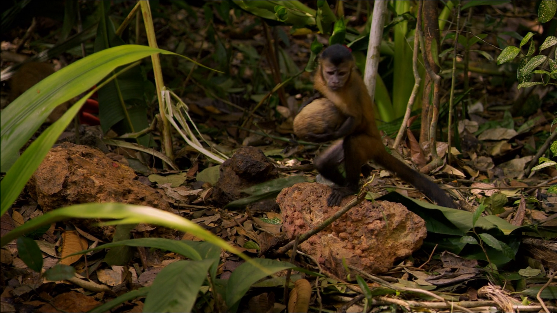 Amazon Co Jp アマゾン大冒険 世界最大のジャングルを探検しよう 吹替版 を観る Prime Video