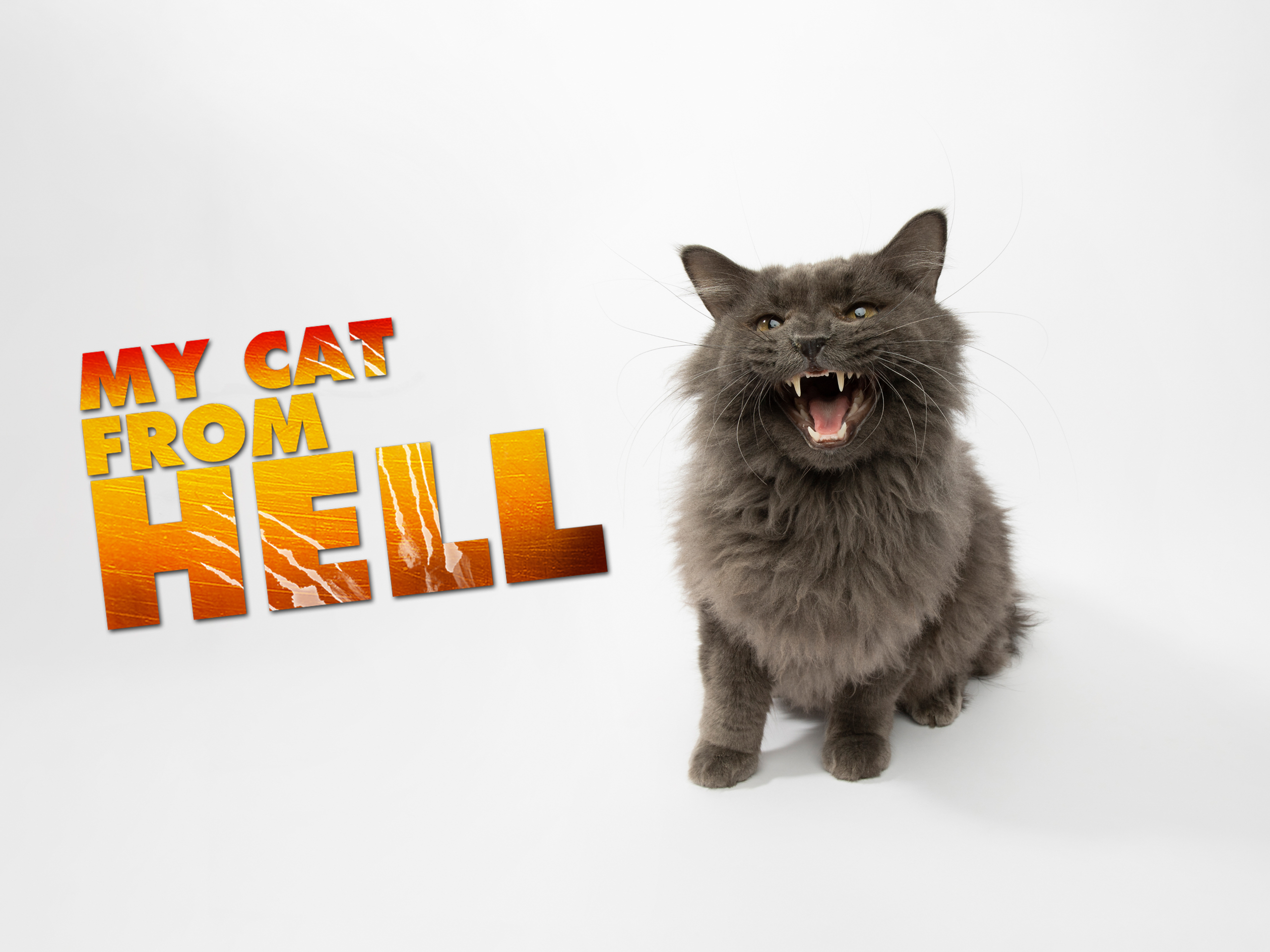 Prime Video My Cat From Hell Season 5