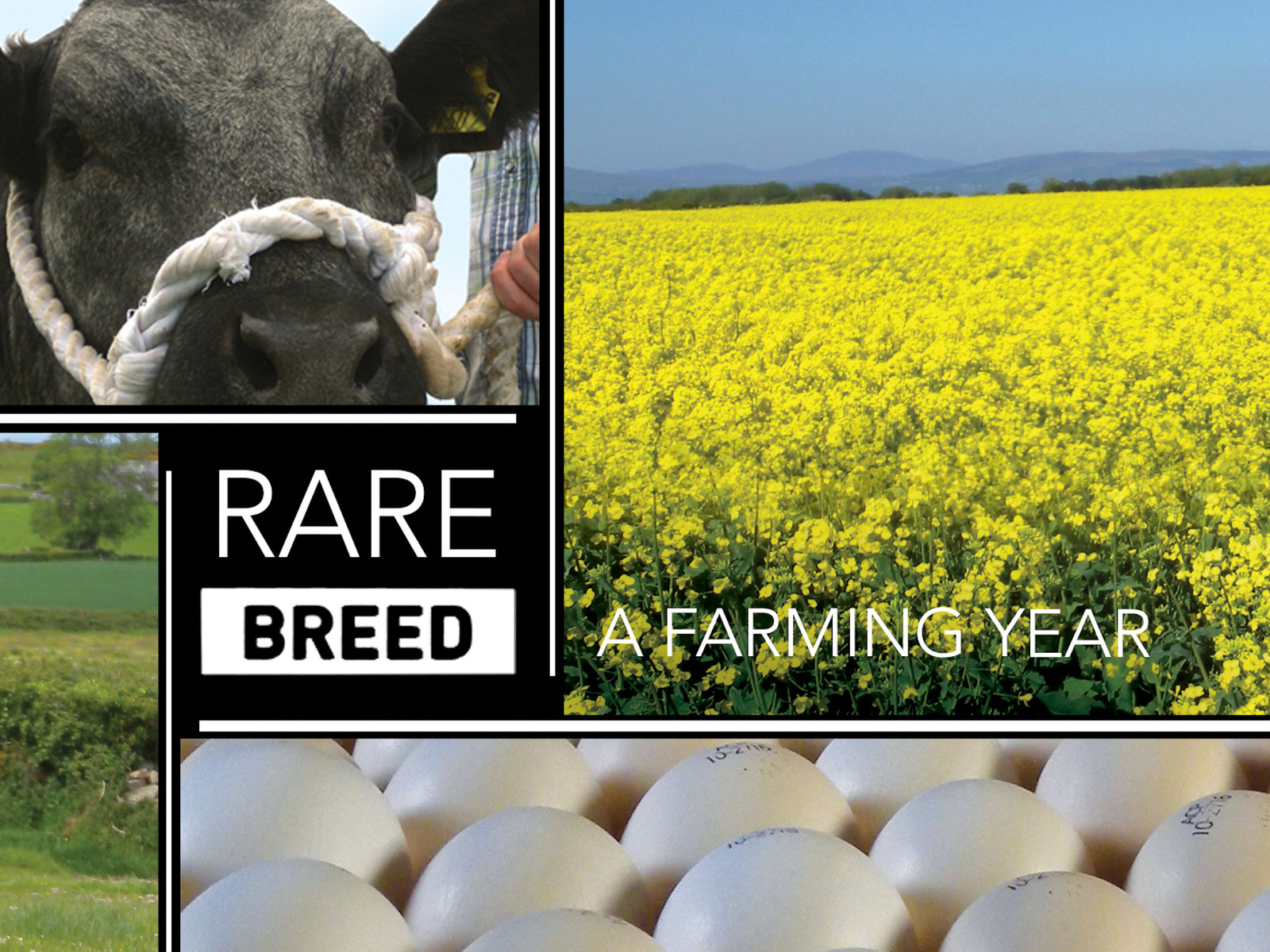 prime-video-a-rare-breed