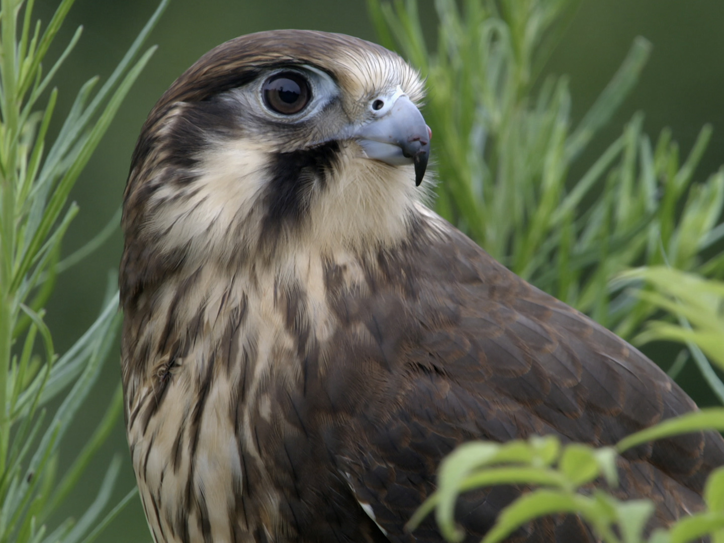 Prime Video Wild Birds of Australia