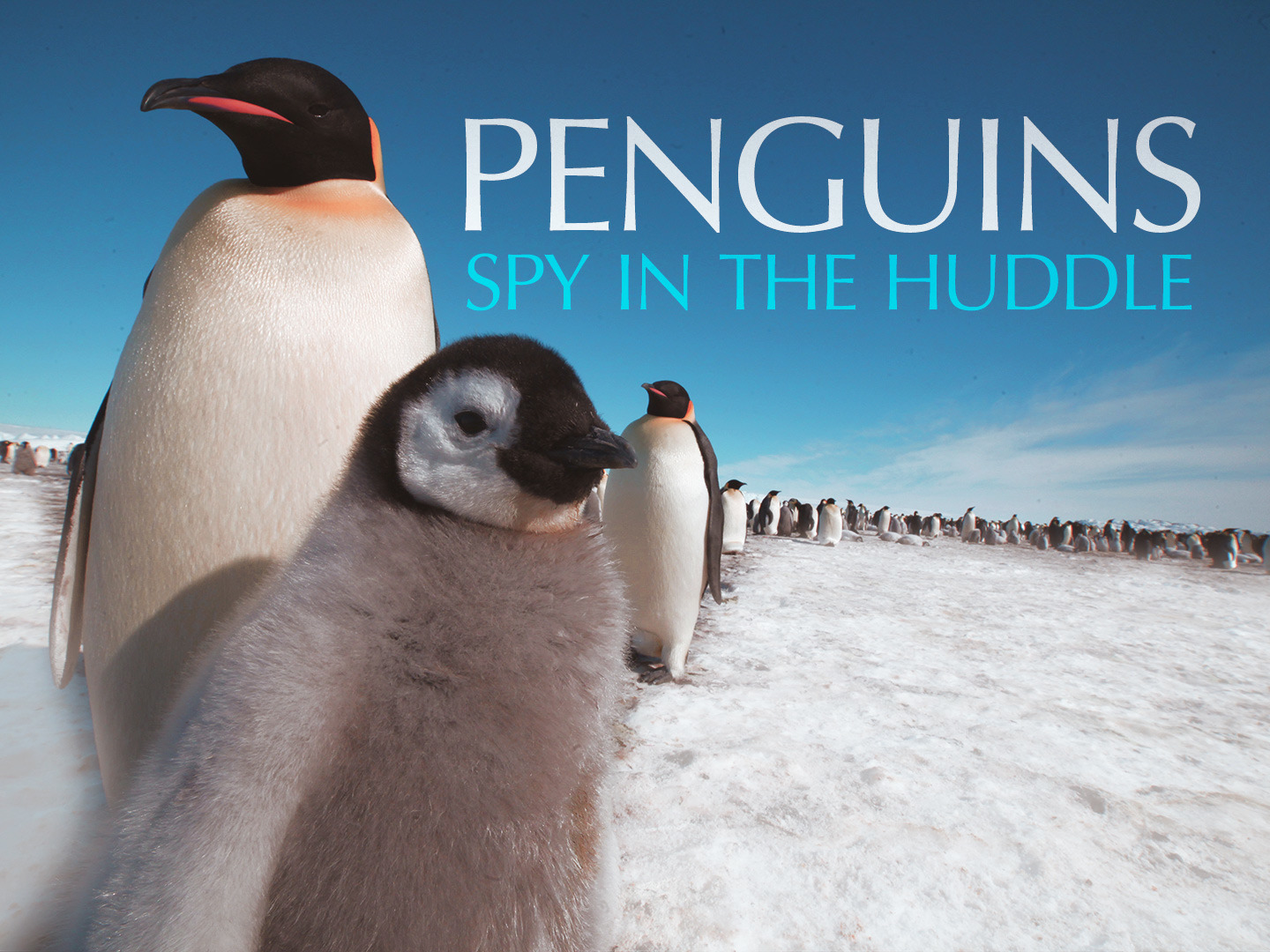 Prime Video: Penguins - Spy in the Huddle - Season 1