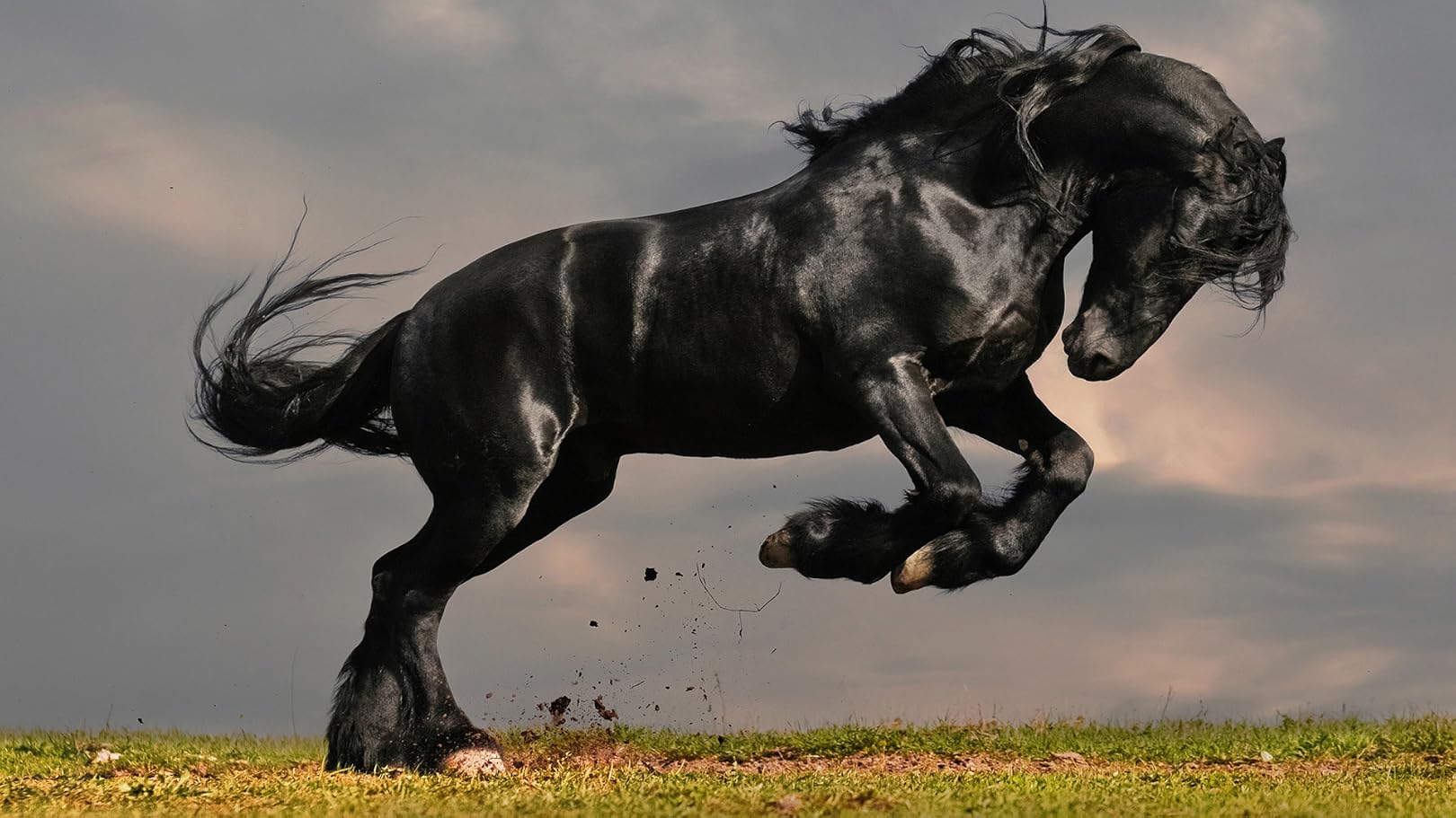 Watch Black Beauty (1994) Prime Video