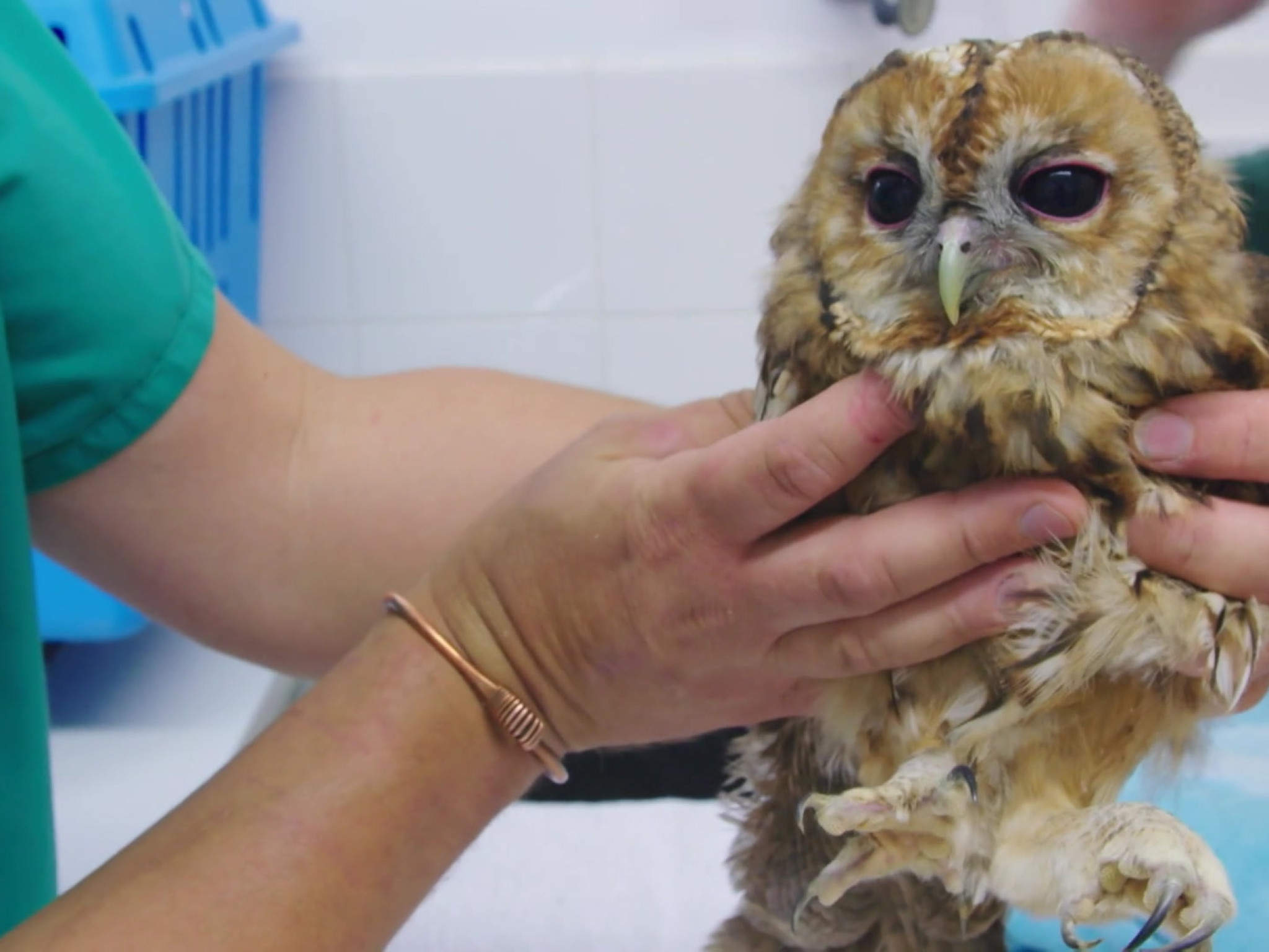 Prime Video The Secret Life Of Baby Owls