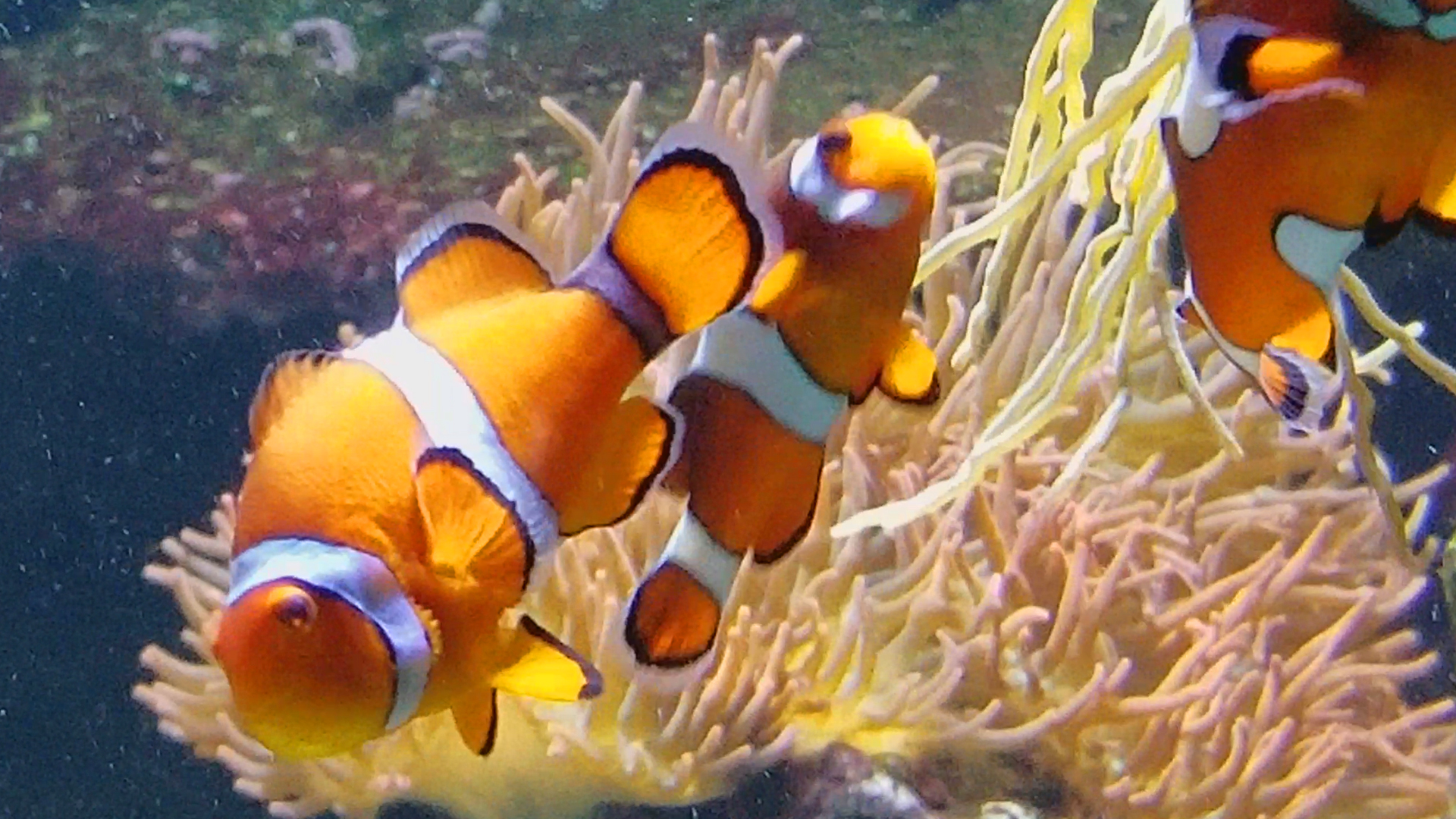 Clown Fish Tanks Aquarium with Relaxing Meditation Music