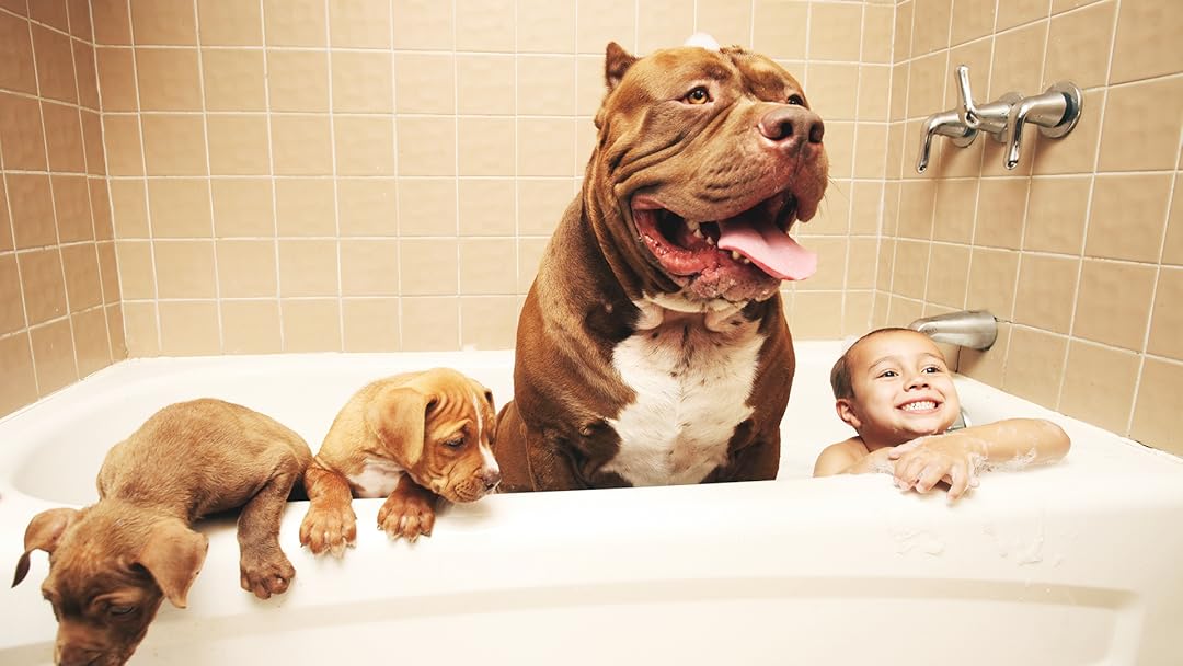 Amazon.de Dog Dynasty [OV] ansehen Prime Video