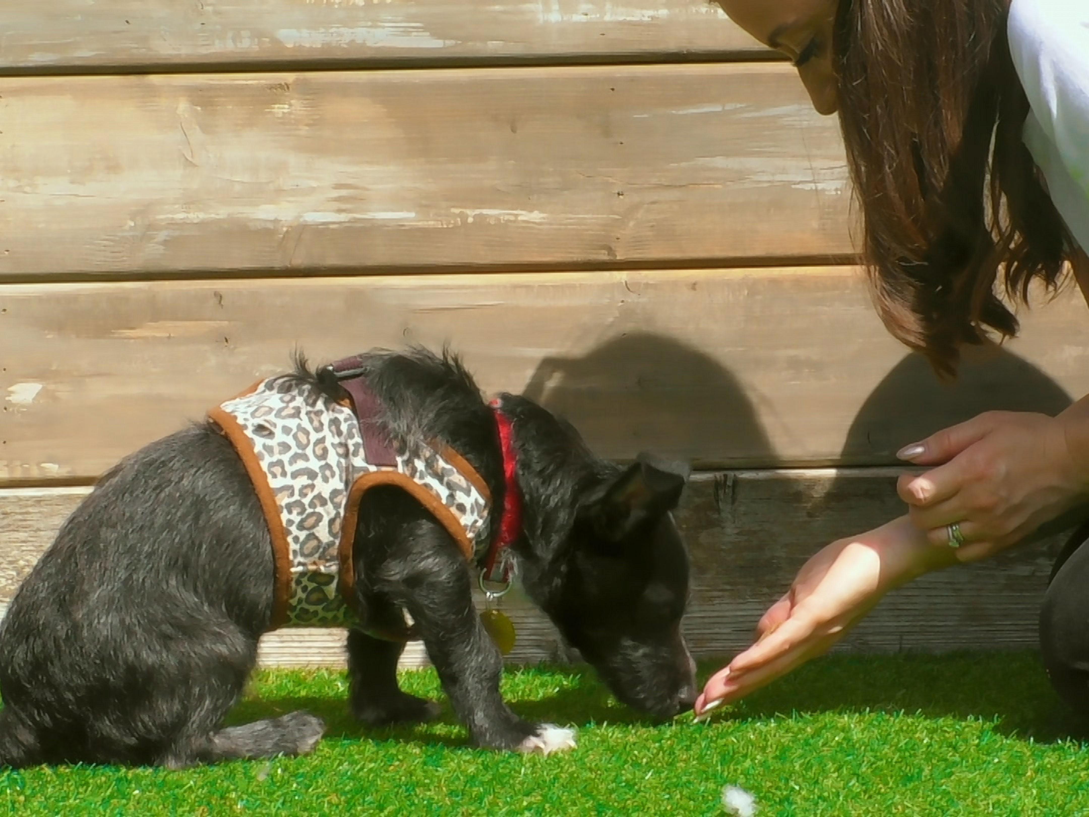 Prime Video The Dog House UK Season 1