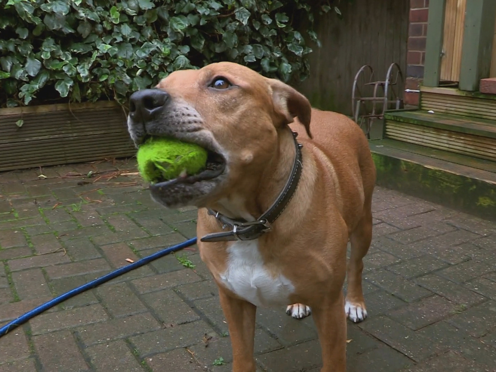 Prime Video Auf Wiedersehen My Pet