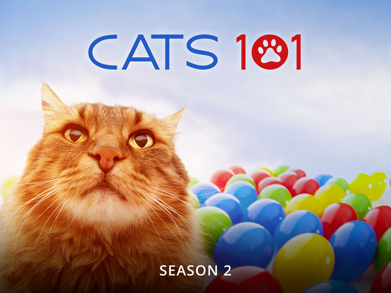 Prime Video Cats 101 Season 2