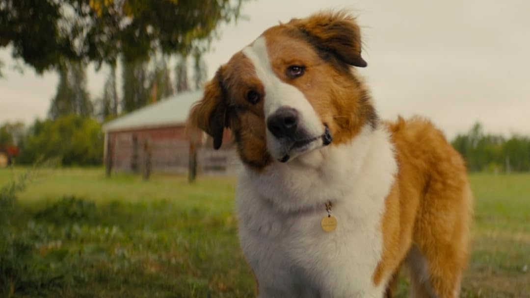 Amazon Co Jp 僕のワンダフル ジャーニー 字幕版 を観る Prime Video