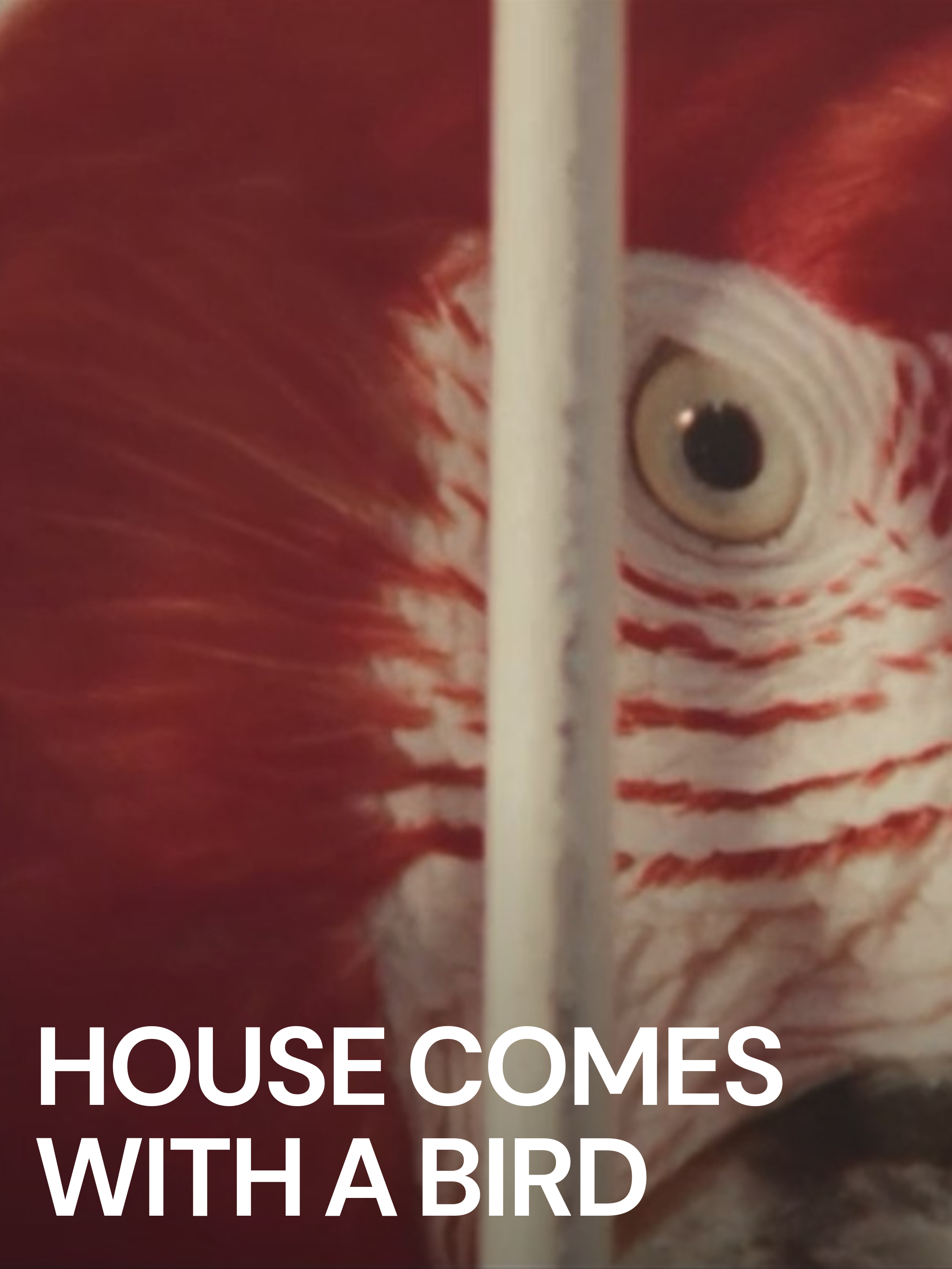 Prime Video House Comes with a Bird