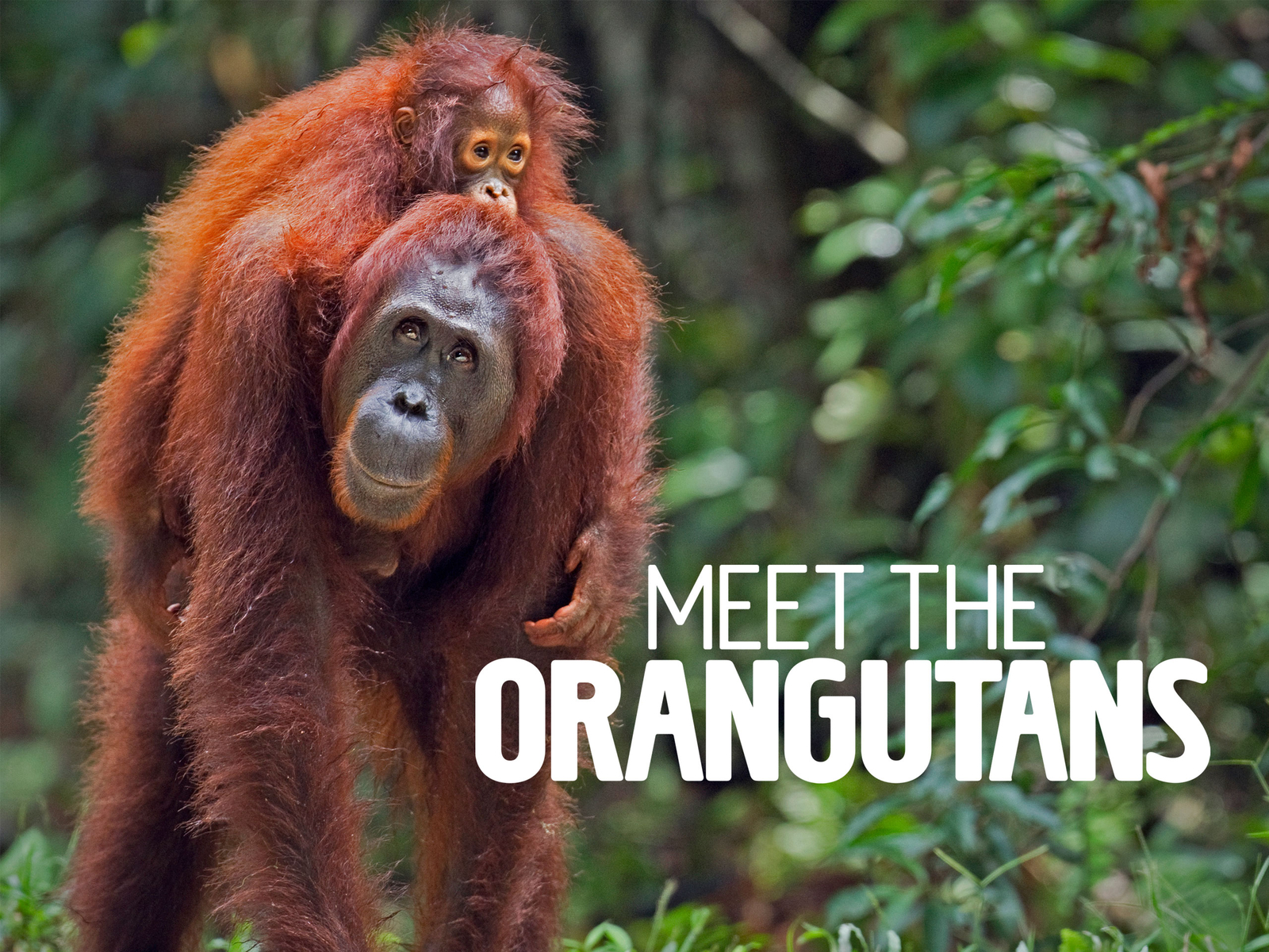 Meet the Orangutans: A Journey Into Indonesia’s Rainforest Sanctuaries
