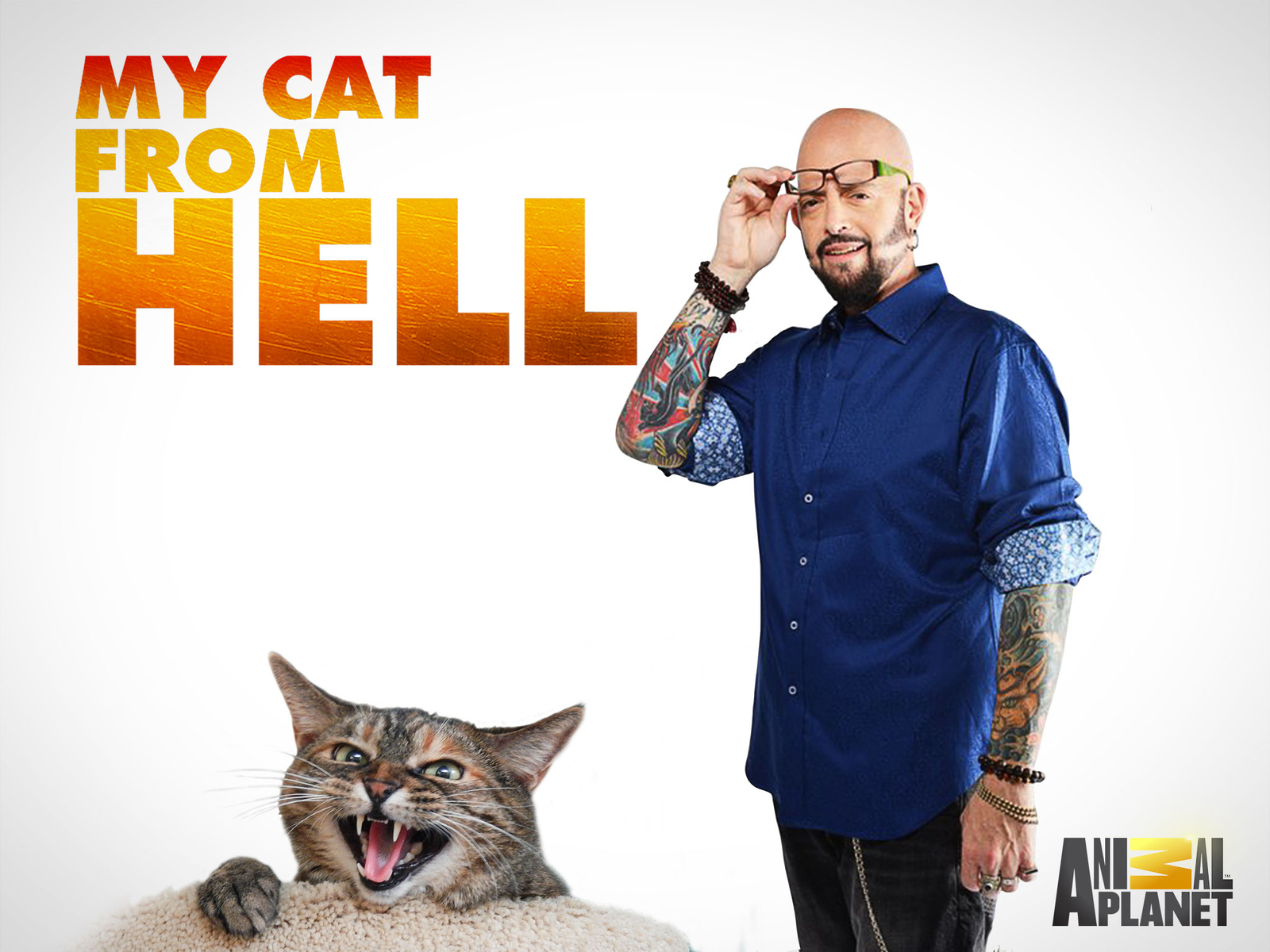 Prime Video My Cat From Hell Season 9