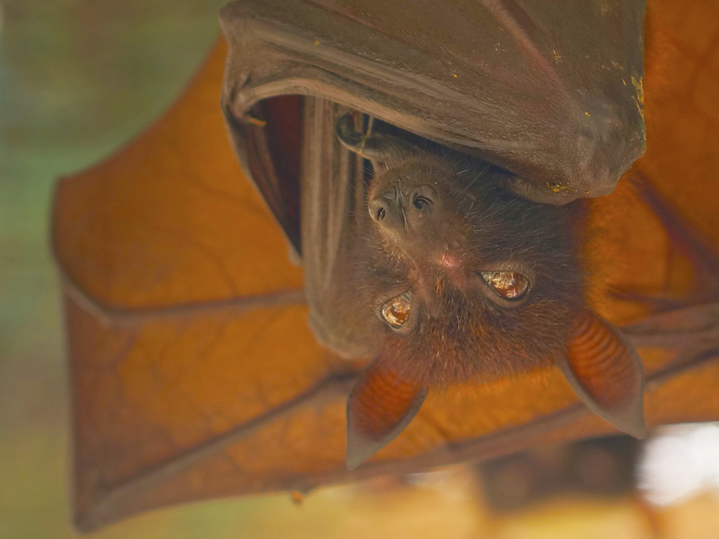 Prime Video Legends Of The Wild Season 1