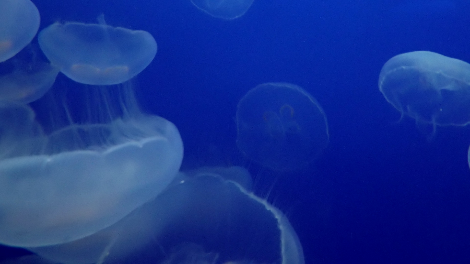 Amazon De ヒーリング リフレッシュ 緩やかな曲 癒しのクラゲ リラックスと癒しの音楽と景色 Ov Ansehen Prime Video