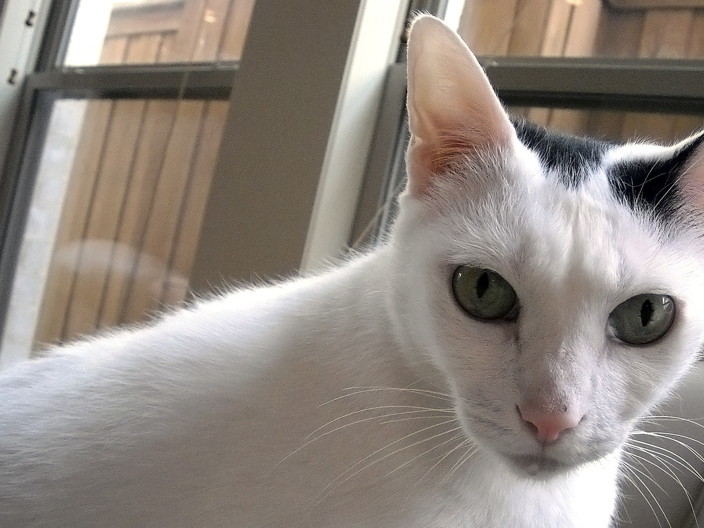 Prime Video Cats 101 Season 2