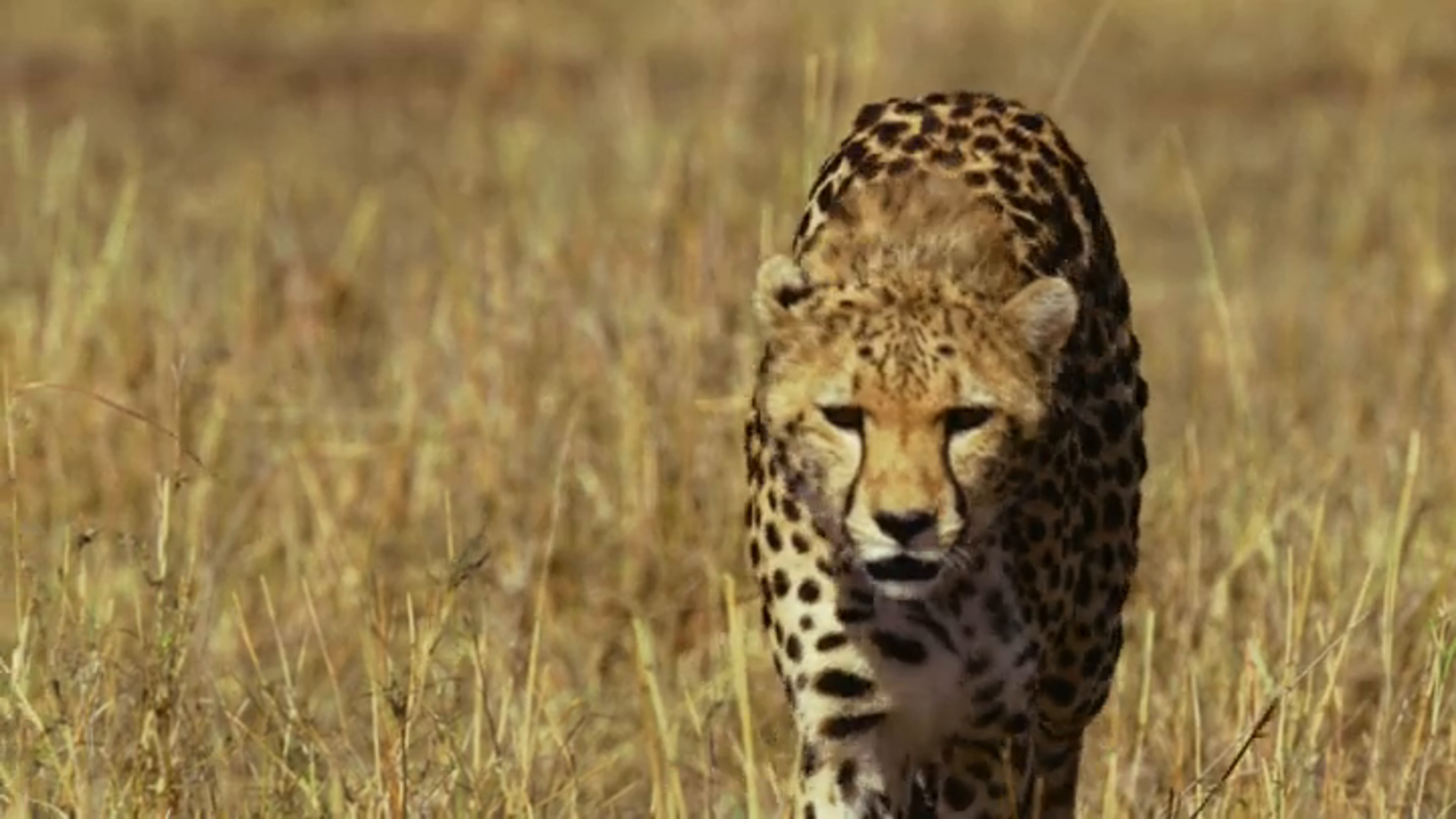 Amazon De Das Gesetz Der Lowen Ansehen Prime Video