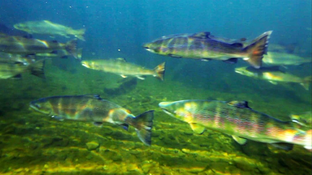 Watch Atlantic Salmon Lost At Sea Prime Video - 