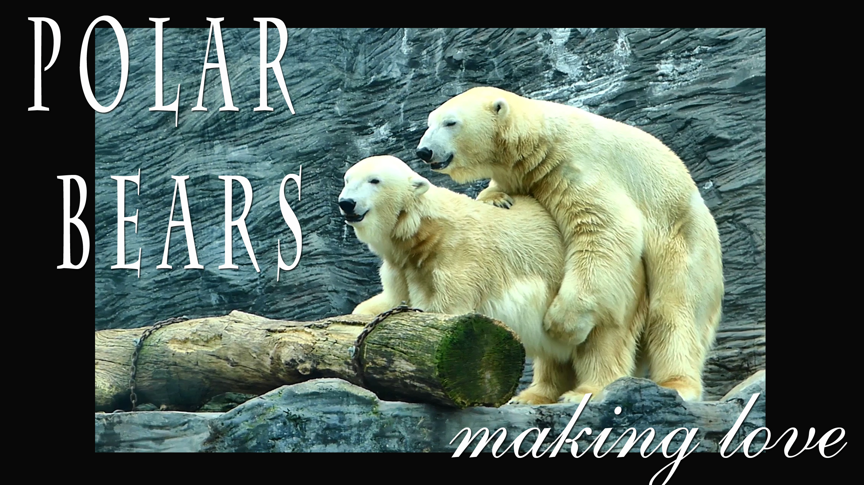 Watch Polar Bears Making Love Prime Video