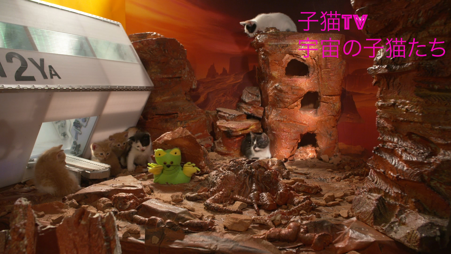 Amazon Co Jp ビデオクリップ 子猫tv 宇宙の子猫たちを観る Prime Video