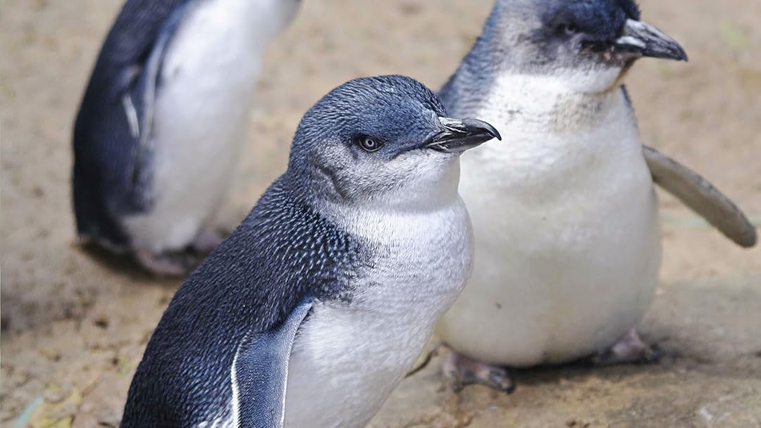 Watch Australian Penguins Prime Video