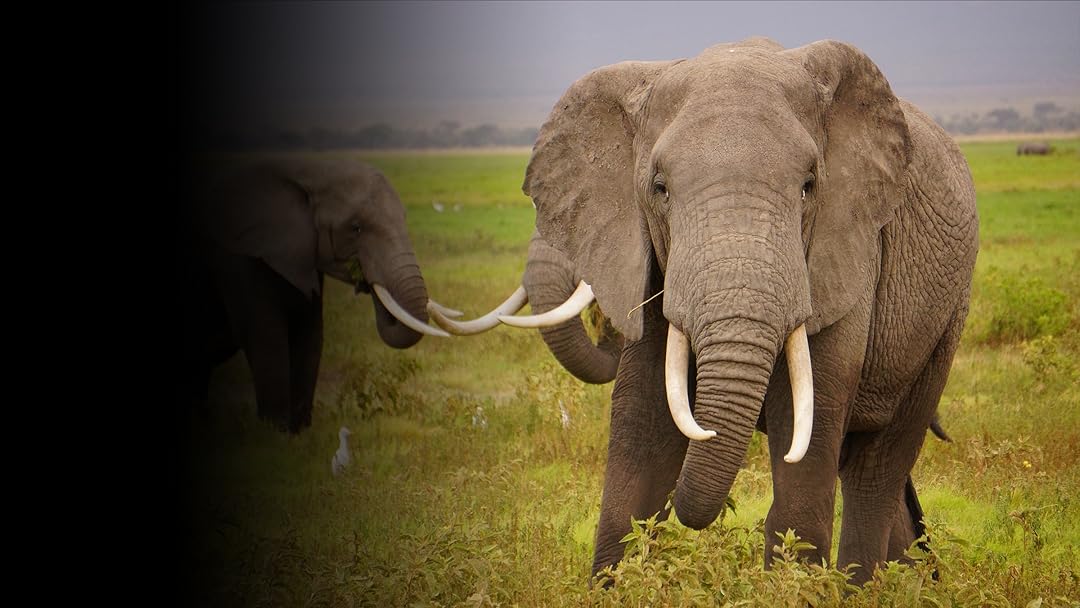 Watch Journey Of The Elephants Prime Video Images, Photos, Reviews