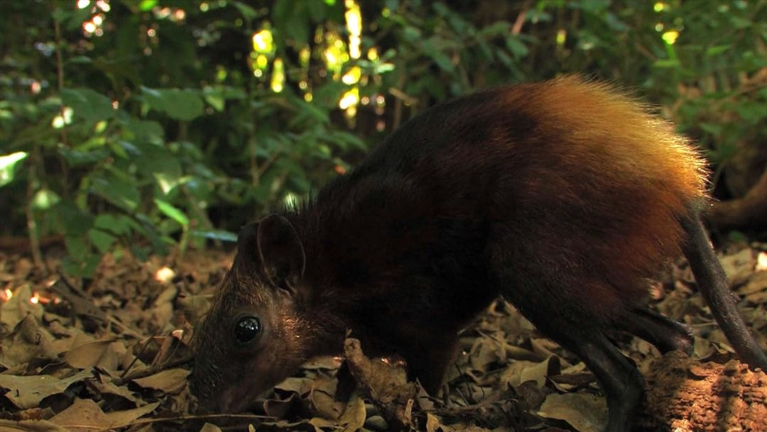 Amazon Com Watch Elephant Shrew Spirit Of The Forest Prime Video