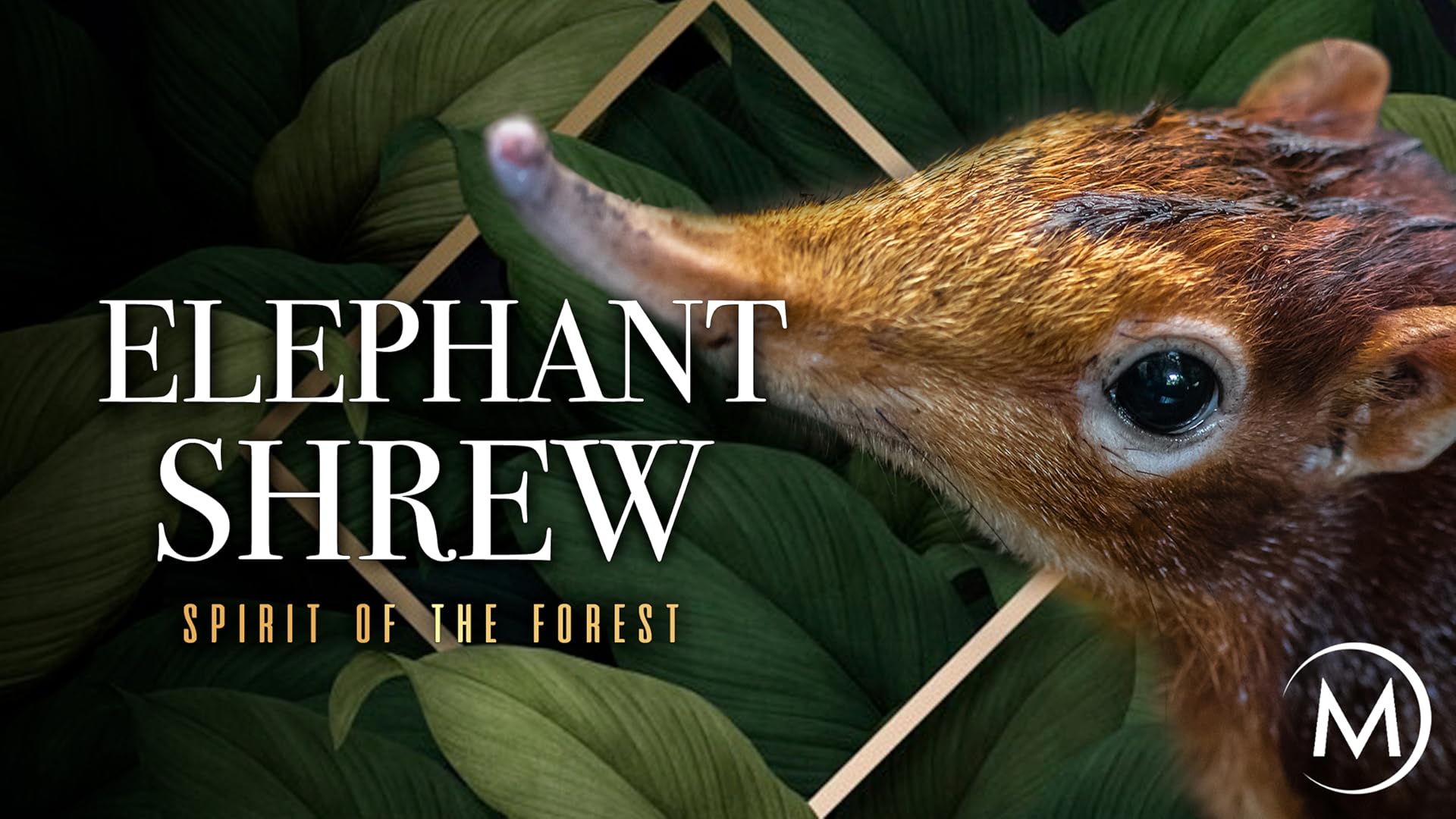 Watch The Iron Forest Prime Video