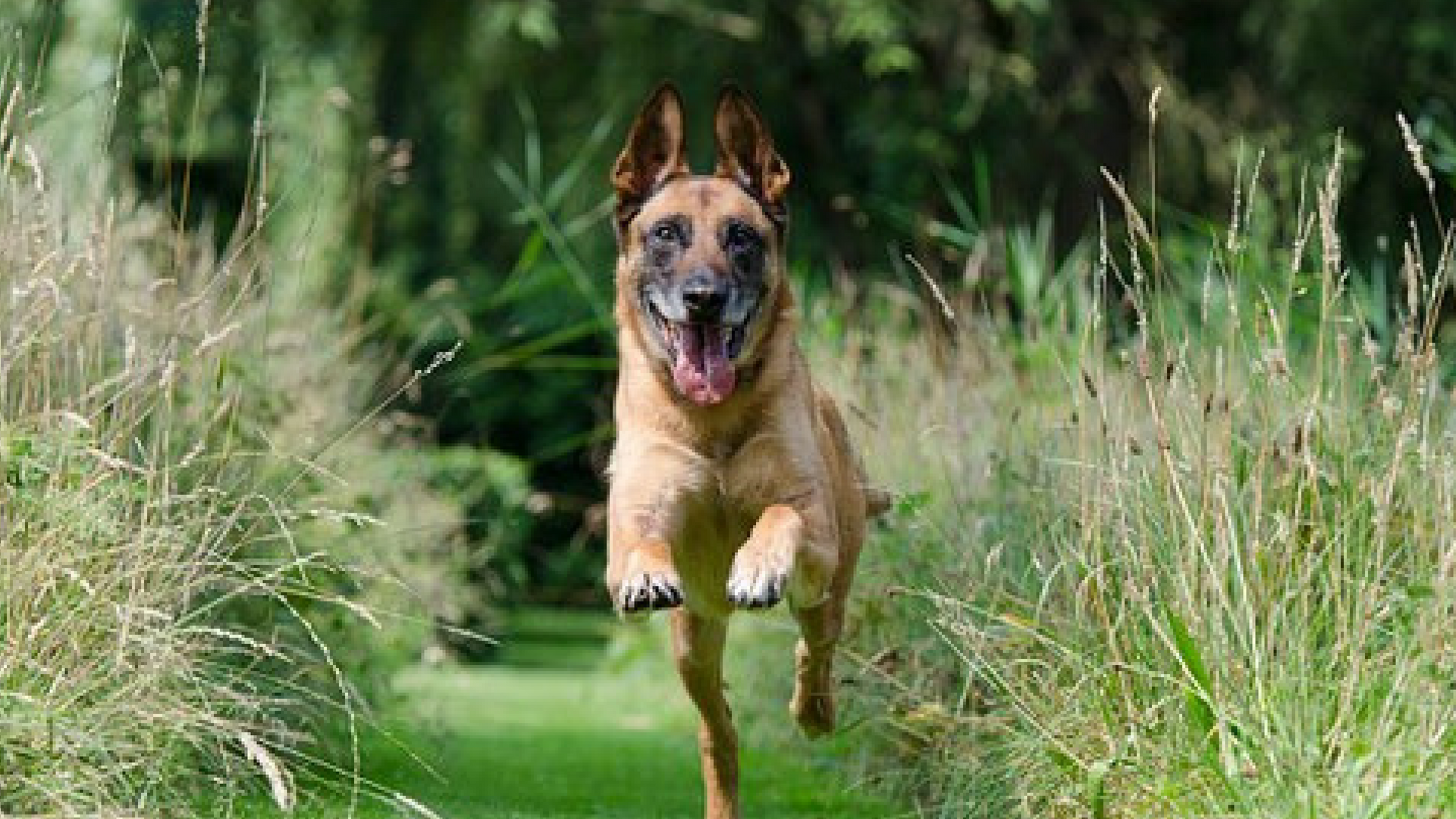territorial dog training