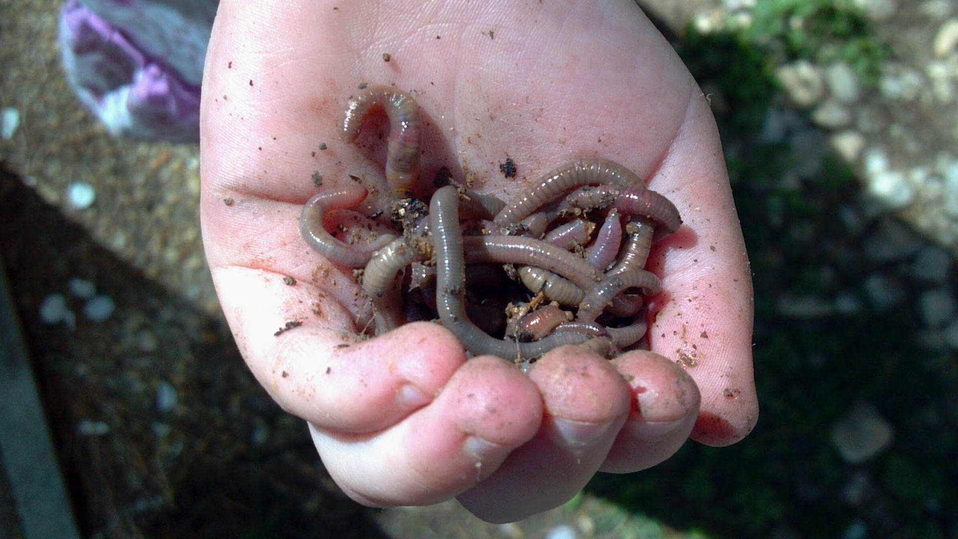 Watch The Worm Eaters Prime Video