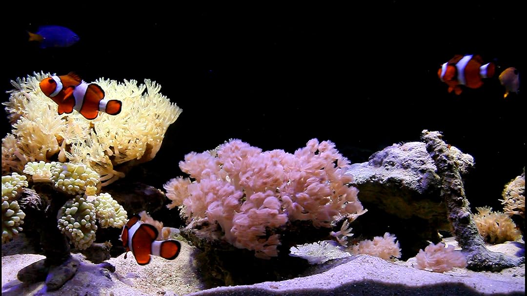 Watch Saltwater Reef Aquarium 10 hours of Ambient