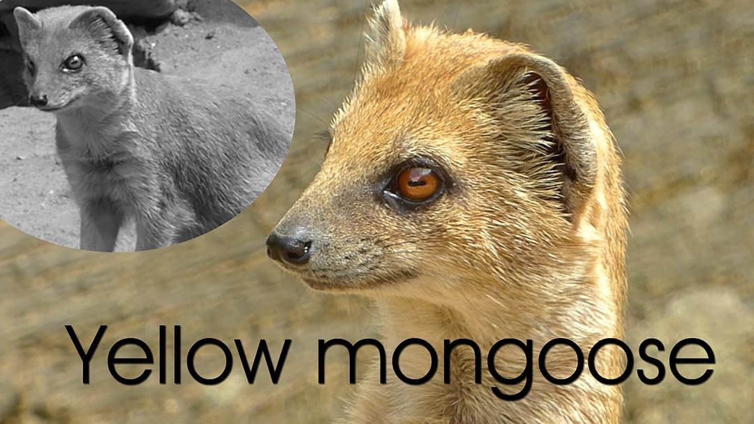 Watch Yellow Mongoose Prime Video
