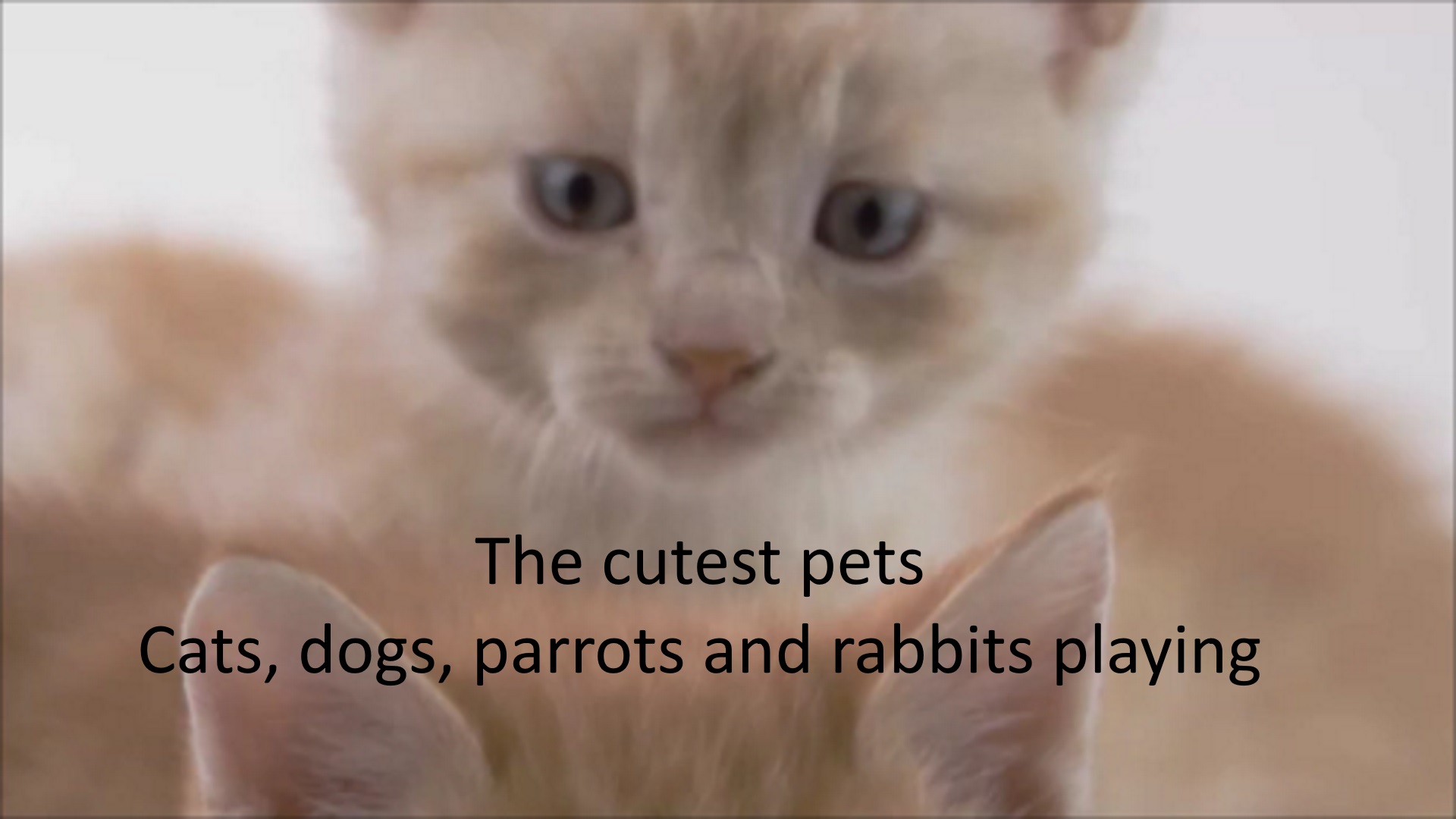 cutest pets ever