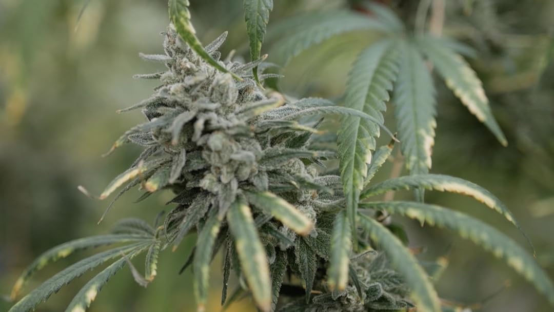 Watch The God Plant Prime Video