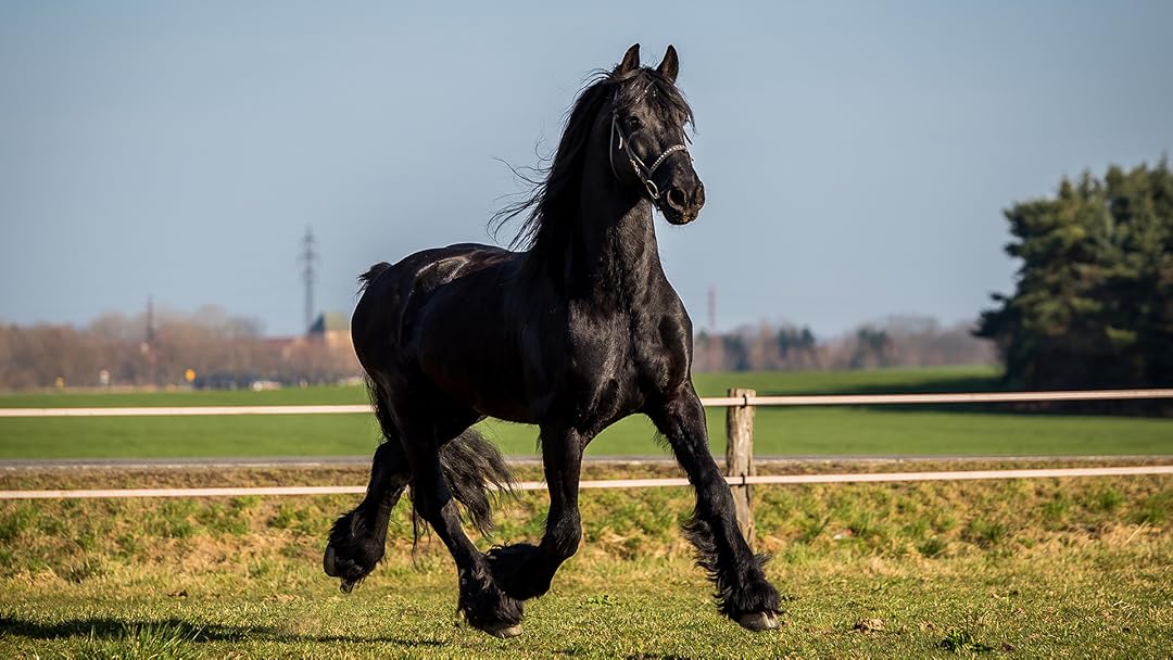 Amazon Com Watch The Adventures Of Black Beauty Prime Video