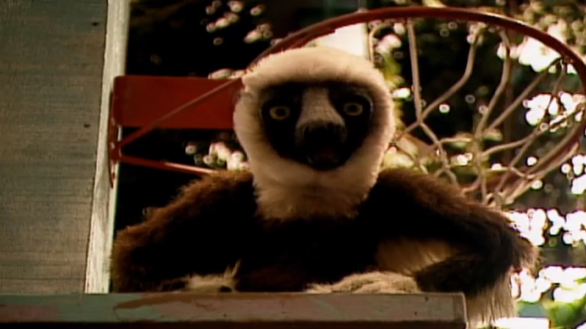 Watch Zoboomafoo Season 1 Prime Video
