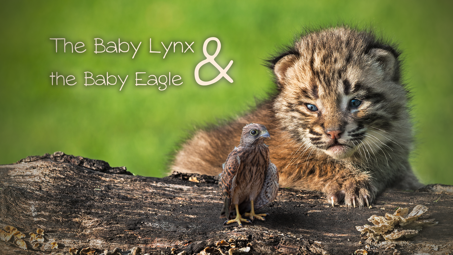Watch The Baby Fox The Baby Rabbit Prime Video