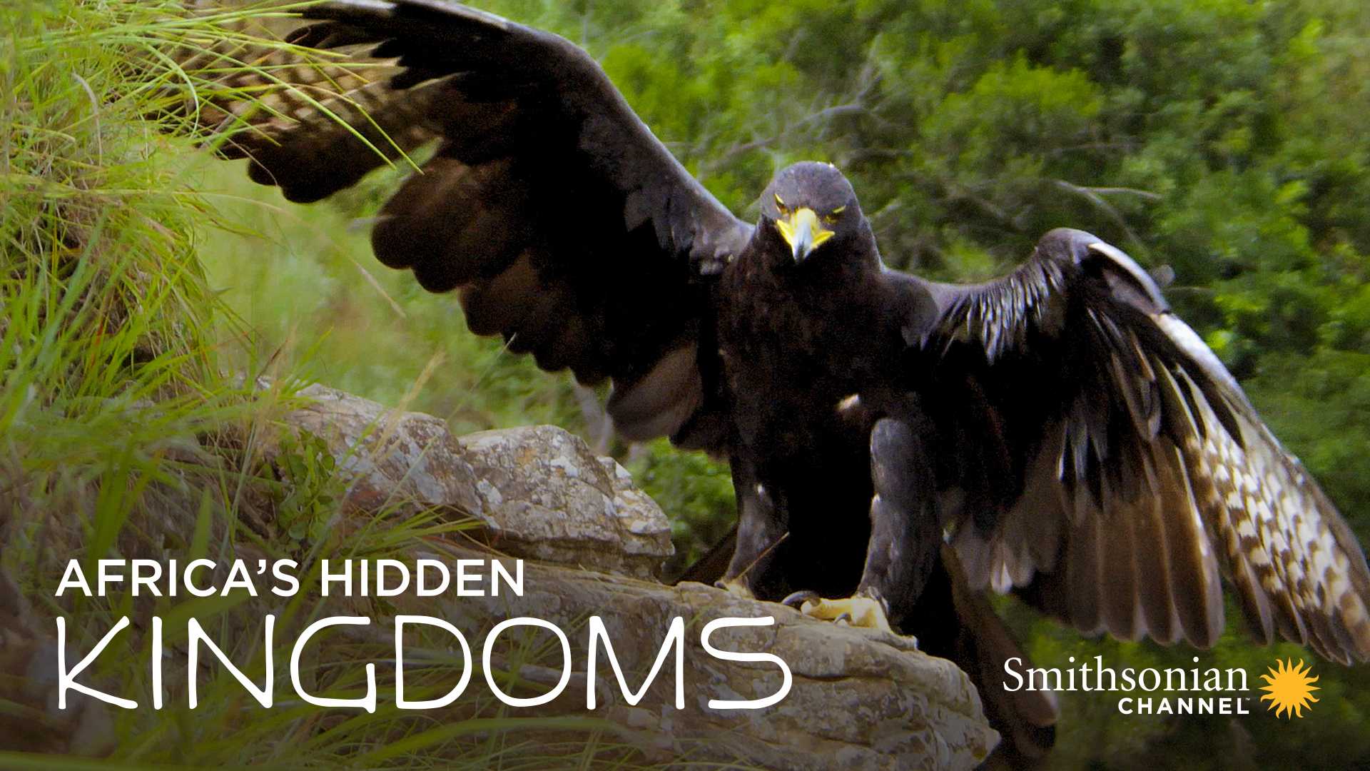 Watch Crazy Monster Season 1 Prime Video